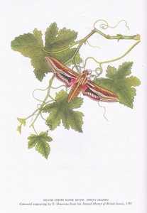 Silver Stripe Hawk Moth, Shinx Celerio, Nature in Britain vydal Collins, 1946 od Edward Donovan