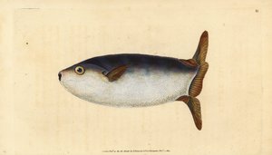Slunečnice štíhlá, Ranzania laevis (slunečnice zkrácená, Tetrodon truncatus). Ručně kolorovaný mědiryt nakreslený a rytý Edwardem Donovanem z jeho Natural History of British Fishes, Donovan a F.C. a J. Rivington, Londýn od Edward Donovan