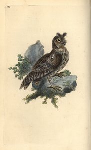 Menší tužka nebo sibiřská sova ušatá, Strix pulchella. (Scops owl, Otus scops?) Ručně kolorovaný mědirytin kreslený a rytý Edwardem Donovanem z jeho vlastní „Natural History of British Birds“, Londýn od Edward Donovan