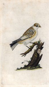 Sněžný vrabec. Plectrophenax nivalis (Emberiza nivalis). Mědirytina Edwarda Donovana (1768-1837), publikovaná v Histoire naturelle des oiseaux britanniques, Londýn od Edward Donovan