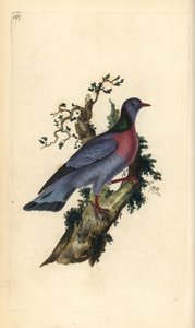 Holubice nebo holub, Columba oenas. Ručně kolorovaný mědiryt nakreslený a rytý Edwardem Donovanem z jeho vlastní „Přírodopisné historie britských ptáků“, Londýn od Edward Donovan