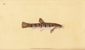 Kamenný sekavců, Barbatula barbatula (Bearded loche, Cobitis barbatula). Ručně kolorovaný mědiryt nakreslený a rytý Edwardem Donovanem z jeho Natural History of British Fishes, Donovan a F.C. a J. Rivington, Londýn od Edward Donovan