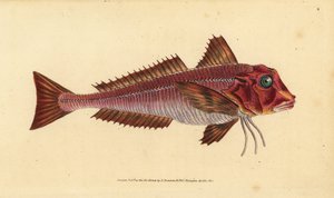 Strážník pruhovaný, Trigloporus lastoviza (Trigla lineata). Ručně kolorovaný mědiryt nakreslený a rytý Edwardem Donovanem z jeho Natural History of British Fishes, Donovan a F.C. a J. Rivington, Londýn od Edward Donovan