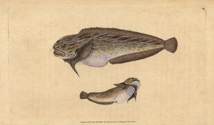 Mořský hlemýžď pruhovaný, Liparis liparis liparis (Lupoušek mastný, Cyclopterus liparis). Ručně kolorovaný mědiryt nakreslený a rytý Edwardem Donovanem z jeho Natural History of British Fishes, Donovan a F.C. a J. Rivington, Londýn od Edward Donovan