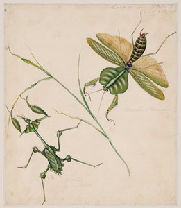 Studie na bezobratlých zvířatech, svazek II od Edward Donovan