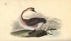 Labutí husa, Anser cygnoides, zranitelná. Ručně kolorovaný mědiryt nakreslený a rytý Edwardem Donovanem z jeho vlastní „Přírodopisné historie britských ptáků“, Londýn od Edward Donovan