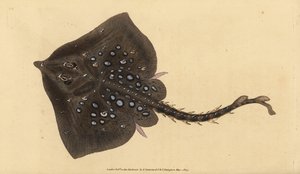 Thornback skate, Raja clavata. Blízko ohrožení. Ručně kolorovaný mědiryt nakreslený a rytý Edwardem Donovanem z jeho Natural History of British Fishes, Donovan a F.C. a J. Rivington, Londýn od Edward Donovan