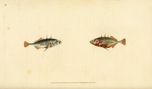 Trn tříostný, Gasterosteus aculeatus. Ručně kolorovaný mědiryt nakreslený a rytý Edwardem Donovanem z jeho Natural History of British Fishes, Donovan a F.C. a J. Rivington, Londýn od Edward Donovan