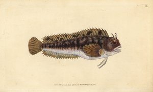 Tompot blenny, Parablennius gattorugine (Gattorugine, Blennius gattorugine). Ručně kolorovaný mědiryt nakreslený a rytý Edwardem Donovanem z jeho Natural History of British Fishes, Donovan a F.C. a J. Rivington, Londýn od Edward Donovan