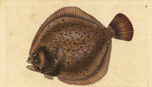 Kambala velká, Scophthalmus maximus (Pleuronectes maximus). Ručně kolorovaný mědiryt nakreslený a rytý Edwardem Donovanem z jeho Natural History of British Fishes, Donovan a F.C. a J. Rivington, Londýn od Edward Donovan