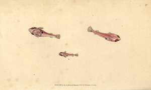 Klíněnka dvoutečková, Diplecogaster bimaculata bimaculata (Přísavník dvoutečkový, Cyclopterus bimaculatus). Ručně kolorovaná mědirytina nakreslená a vyrytá Edwardem Donovanem z knihy Natural History of British Fishes, Donovan and F.C. and J. Rivington, Lon od Edward Donovan