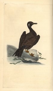 Racek Wagel, mládě racka velkého, Larus marinus. Ručně kolorovaný mědiryt nakreslený a rytý Edwardem Donovanem z jeho vlastní „Přírodopisné historie britských ptáků“, Londýn od Edward Donovan