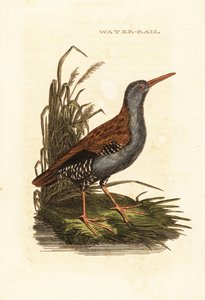 Vodní kolejnice, Rallus aquaticus od Edward Donovan