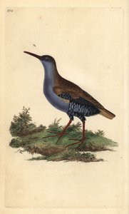 Vodní kolejnice, Rallus aquaticus. Ručně kolorovaný mědiryt nakreslený a rytý Edwardem Donovanem z jeho vlastní „Přírodopisné historie britských ptáků“, Londýn od Edward Donovan