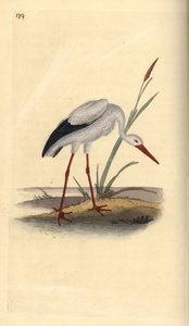 Čáp bílý, Ciconia ciconia. Ručně kolorovaný mědiryt nakreslený a vyrytý Edwardem Donovanem z jeho vlastní „Přírodopisné historie britských ptáků“, Londýn od Edward Donovan