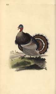 Divoký krocan, Meleagris gallopavo. Ručně kolorovaný mědiryt nakreslený a rytý Edwardem Donovanem z jeho vlastní „Přírodopisné historie britských ptáků“, Londýn od Edward Donovan