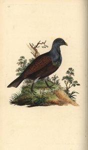 Tetřev lesní, Tetrao urogallus. Ručně kolorovaný mědiryt nakreslený a rytý Edwardem Donovanem z jeho vlastní „Přírodopisné historie britských ptáků“, Londýn od Edward Donovan