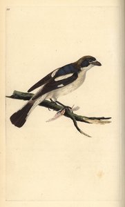 ťuhýk obecný, Lanius senator. Ručně kolorovaná mědirytina, kterou nakreslil a vyryl Edward Donovan podle své vlastní "Natural History of British Birds", Londýn. od Edward Donovan