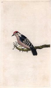 Datel. Dendrocopos minor (Picus minor). Mědirytina Edwarda Donovana (1768-1837), publikovaná v Natural History of British Birds, Londýn od Edward Donovan