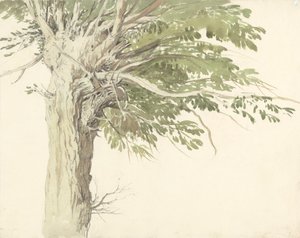 Studie Pollarded Tree - vrba od Edward Duncan