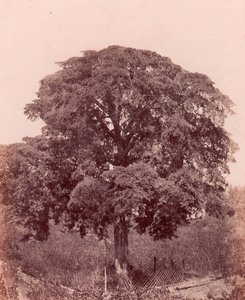 stromová studie, 1850-53. od Edward King Tenison
