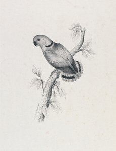 (Swindernův papoušek) (obrázek 42) od Edward Lear