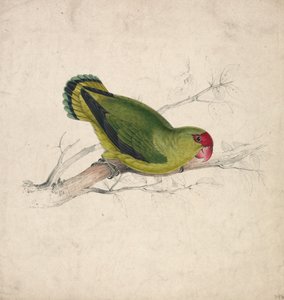 Papoušek abyssinijský (obrázek 39) od Edward Lear