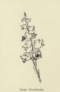 Barkia Howlaloudia od Edward Lear