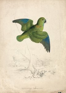 Papoušek obojkový (obrázek 40) od Edward Lear