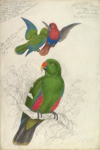Eclectus Roratus Polychloros, ca. 1830-32. od Edward Lear