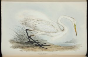 Volavka velká, z „The Birds of Europe“ od Johna Goulda od Edward Lear