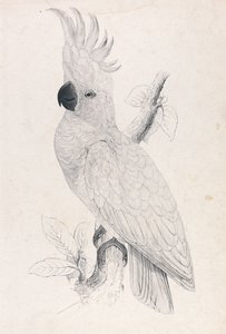 Kakadu malý (obrázek 4) od Edward Lear