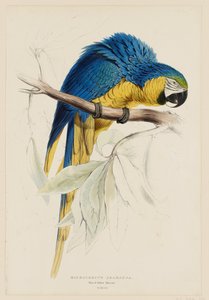 Macrocercus ararauna.  Ara modrožlutá. od Edward Lear