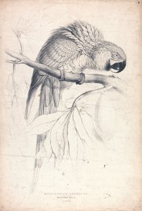 Macrocerus Ararauna / Ara modrožlutá / 2/3 skutečné velikosti (obrázek 8) od Edward Lear