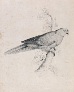 Papoušek tichomořský (obrázek 26) od Edward Lear