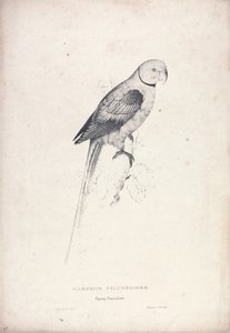 Palaeornia Columbiodes / holubí papoušek (tabulka 31) od Edward Lear