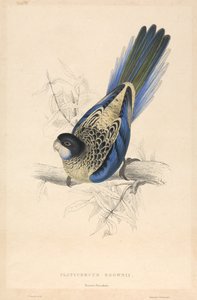 Platycercus brownii / Brownův papoušek od Edward Lear