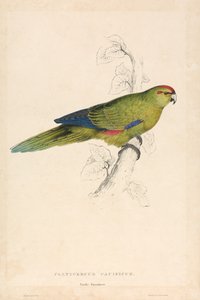 Platycercus pacificus / papoušek tichomořský (obrázek 26) od Edward Lear