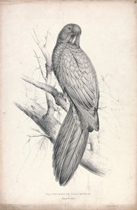 Platycereus tabuensis / Tabuan Parrakeet (obrázek 16) od Edward Lear