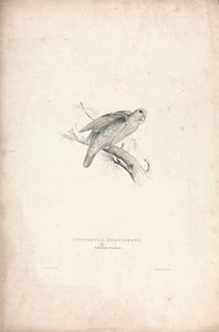 Psittacula rubrifrons / Papoušek červenolící (obrázek 41) od Edward Lear