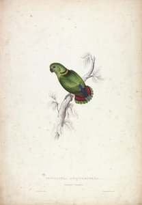 Psittacula swinderniana. Swindernův papoušek od Edward Lear