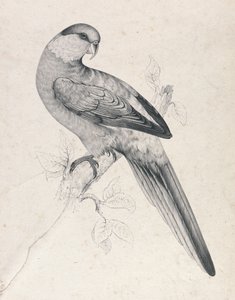 Papoušek červenohlavý, samec (obrázek 21) od Edward Lear