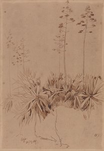 Reggio od Edward Lear