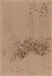 Reggio od Edward Lear