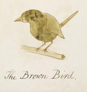 Hnědý pták, ze šestnácti kreseb komiksových ptáků (perem a tuší na papíře) od Edward Lear
