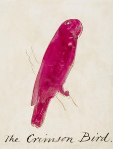 Crimson Bird, z šestnácti kreseb komiksových ptáků (pero a inkoust wc na papíře) od Edward Lear