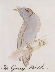 Šedý pták z „Šestnáct kreseb komiksových ptáků“ (pero a inkoust a wc na papíře) od Edward Lear