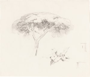 Deštníková borovice a další studie od Edward Lear