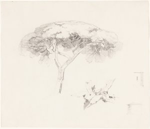 Borovice deštníková a další studie od Edward Lear