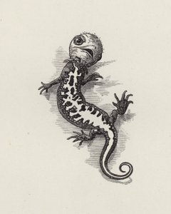 Ilustrace pro The Water-Babies od Charlese Kingsleyho (rytina) od Edward Linley (after) Sambourne
